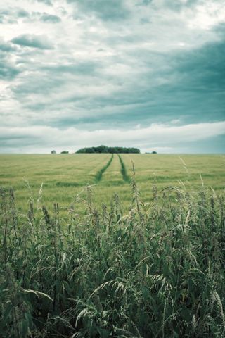 Nettle before a large field of crops under a menacing sky