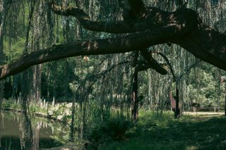 A large willow tree in a garden protecting from the sun