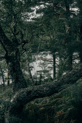 A special grainy tree in forest with a lake in the background