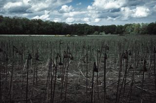 A field of dead sunflowers