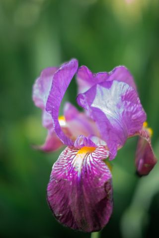 Close up on a open purple flower inviting insects to get its yellow nectar