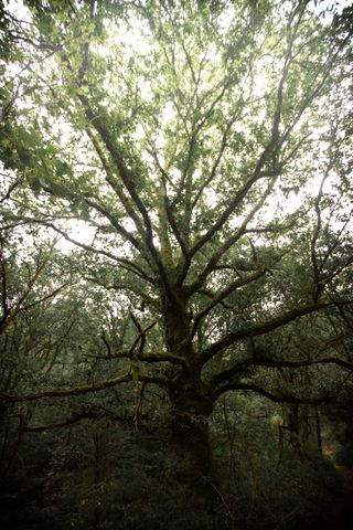 A very old tree covered in moss