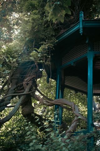 A very knotted tree hugging a wooden kiosk