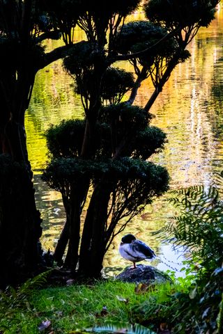 A duck on the edge of a lake next to an asian tree in the early morning