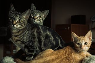 Three kittens looking at the camera out of curiosity