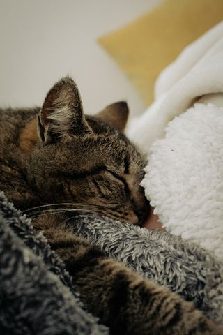 A cat napping heavily on comfy blankets