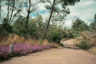 Hiking path in the wild during summer