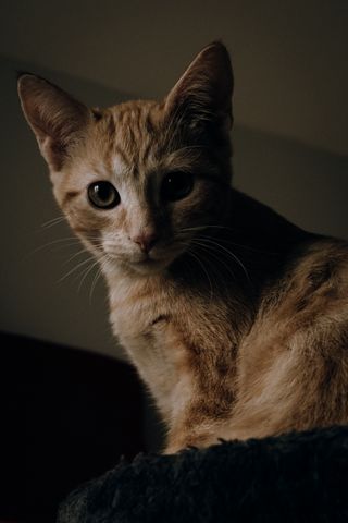 Portrait of a ginger kitten facing the camera from a low angle