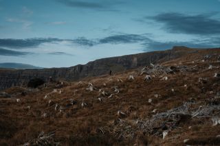 Landscape of a flat mountain with a man walking down a path going through remains of dead trees