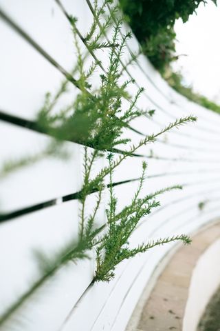 A white wood fence with flora coming out of it