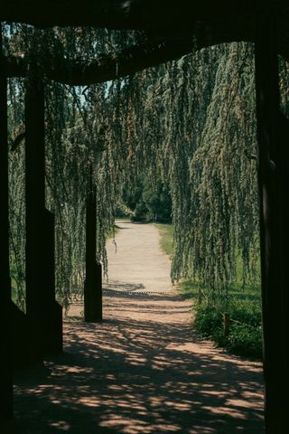 Following a path from under a willow tree with man made structures to support its branches to a enlightened empty area