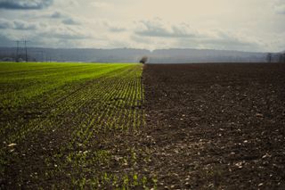 A field separated in two, the part on the left has young plants growing and the right part has just been returned