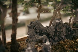 Close up on a bonzai tree