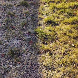 Morning sun defrosting frozen grass as it's rising