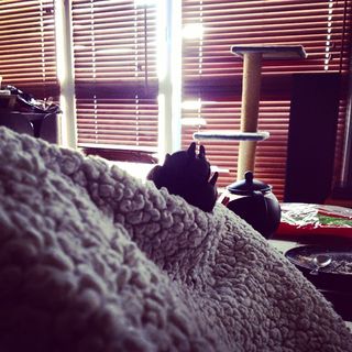 A dog's paw emerging out of a blanket in front of a window with blinds