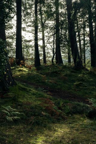 Edge of a wood with a sunny sky behind some straight and strong trees