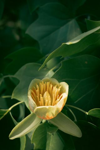 A blooming yellow flower