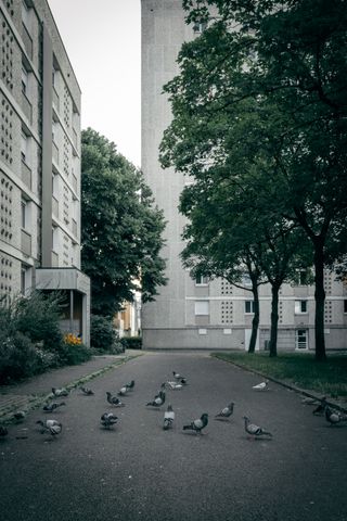 A flock of pigeons on the street between buildings