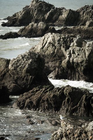 A lonely seagull on a rocky shore