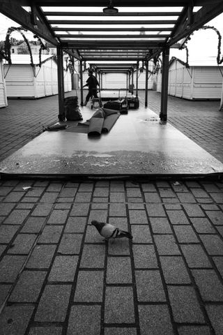 A pigeon in front of a platform being set up