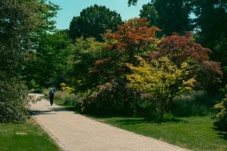 Someone walking on a path passing by different sizes and types of trees