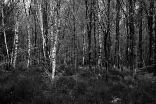 Black and white picture of woods with different textures from trees and heathers