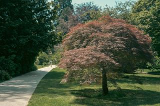 A path passing by a small tree with pink leaves, someone is walking on that path far away