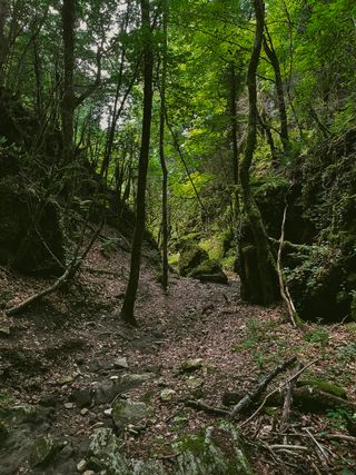 Path in a forest