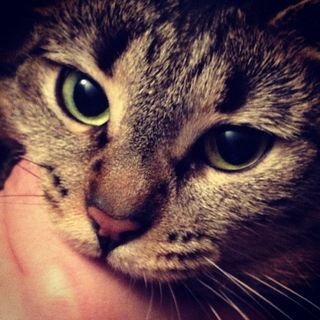 Close up on a cat's head biting a hand