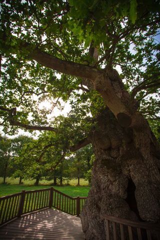 A very old tall tree with a wooden footpath all around it.