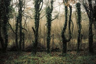 Row of ivy covered trees before a tiny fence