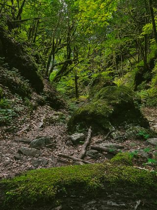 Full of moss part of a forest