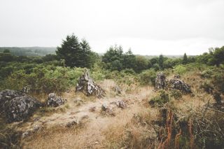 Wild plains full of shrubs