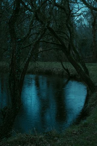 Leafless branches tree hanging over a pond on a raining stormy day