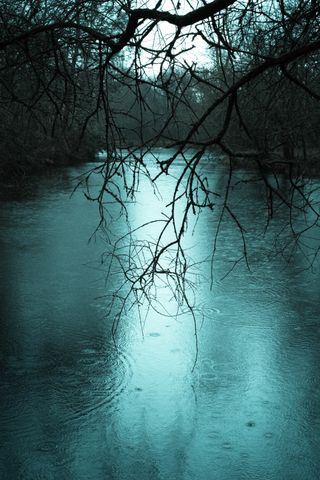 View on a pond on a rainy day with tree branches hanging over it