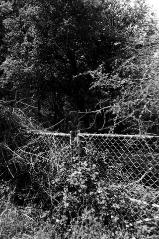 An old mesh gate covered with invasive flora