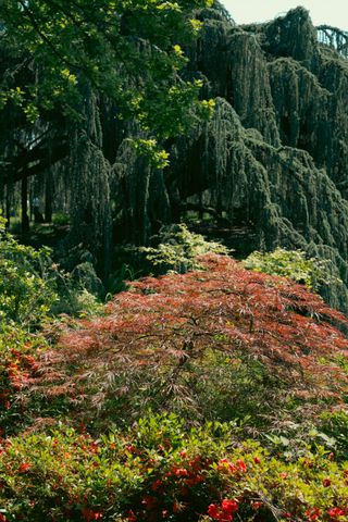 Numerous layers of colors, shapes, density from differents types of plants