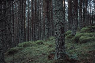 Rows of straight trees in a moss-covered forest