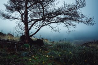 A burned tree on a hill on a misty day with yellow flowers and mushrooms growing at its feet