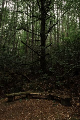 A curved wooden bench in the middle of a dark forest right before a big leafless tree