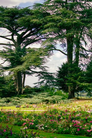 Enormous trees in the background and tiny flowers in the foreground