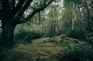 Small clearing in some woods covered with moss