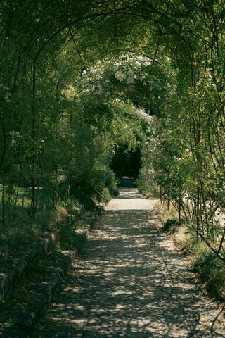 A tunnel of plants getting darker