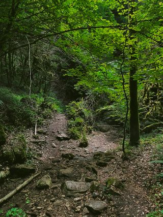 Separating path in a forest