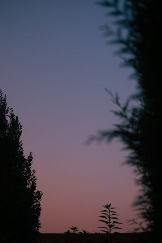 Setting sun sky framed by trees