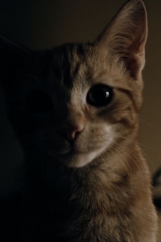 Portrait of a ginger kitten with half their face in the light