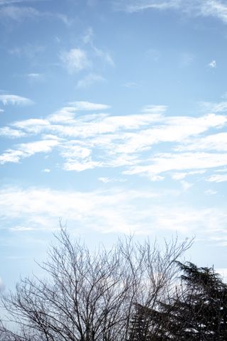 Picture of the tip of some leafless trees and a blue sky