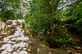 Path in forest separated in two parts, one in the light of the sun, the other deep into the shadows