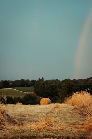 A field being harvested while a wild raindow appears