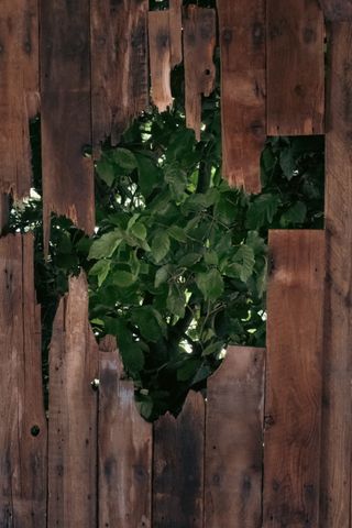 A tree is going through a hole in a wooden wall